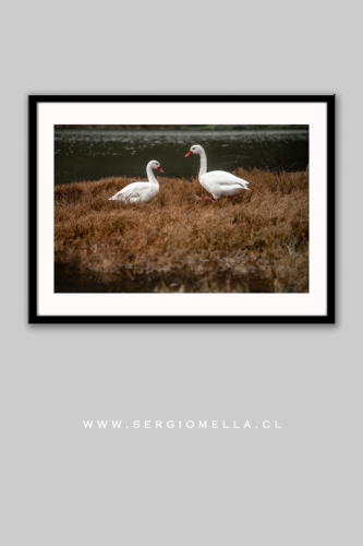 Aves en las Salinas Cahuil