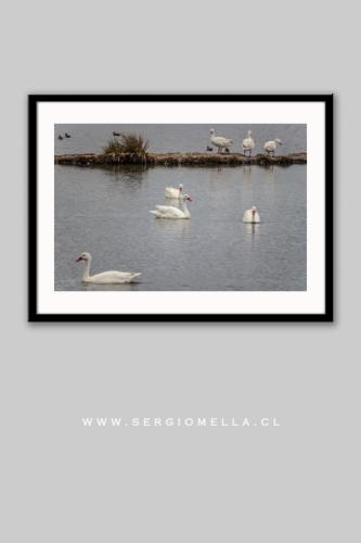 Cisnes en las Salinas Cahuil 2