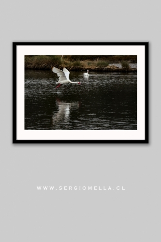 Cisnes en las Salinas Cahuil