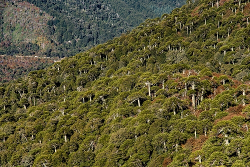 VISTA DESDE SIERRA EL COLORADO