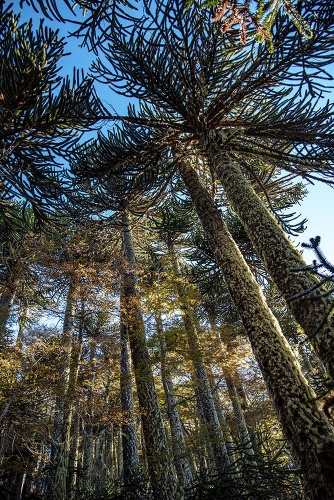 ARAUCARIAS EN SENDERO SIERRA EL COLORADO