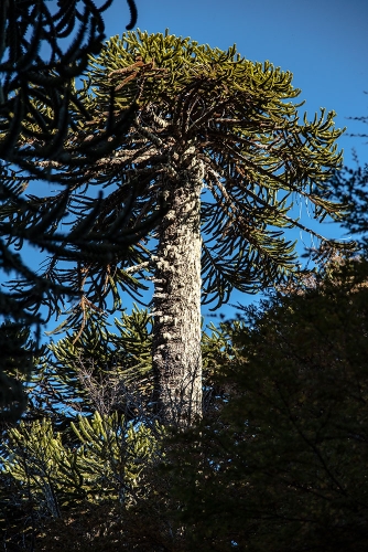 ARAUCARIAS EN SENDERO SIERRA EL COLORADO