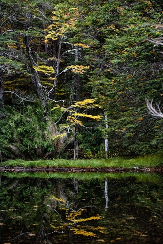 LAGUNA CHICA, RESERVA NACIONAL MALALCAHUELLO NALCAS