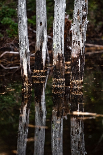 LAGUNA CHICA, RESERVA NACIONAL MALALCAHUELLO NALCAS