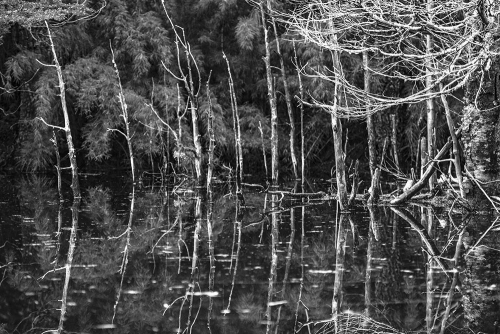 LAGUNA CHICA, RESERVA NACIONAL MALALCAHUELLO NALCAS