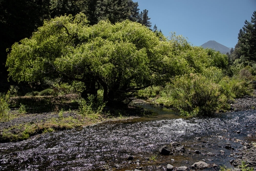 PARQUE NACIONAL LAGUNA DEL LAJA