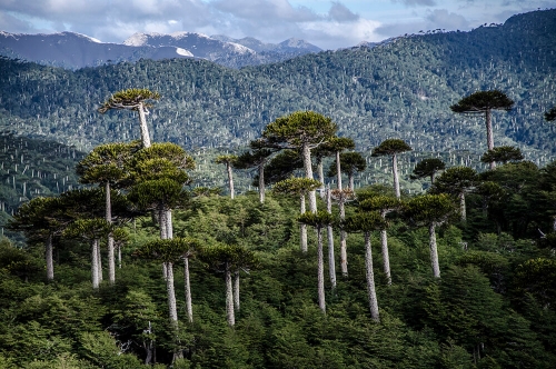 PARQUE NACIONAL CONGUILLIO