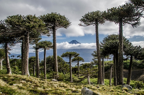 PARQUE NACIONAL CONGUILLIO