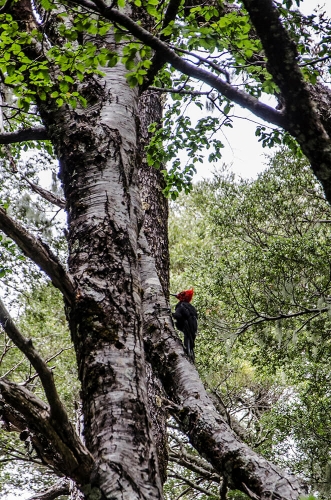 PARQUE NACIONAL CONGUILLIO