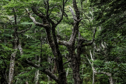 PARQUE NACIONAL CONGUILLIO