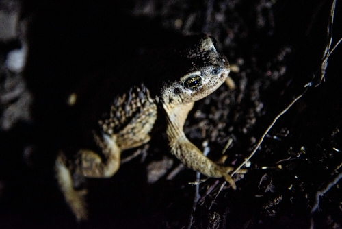 SAPO NOCTURNO