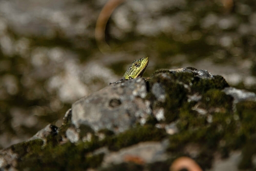 LAGARTIJA