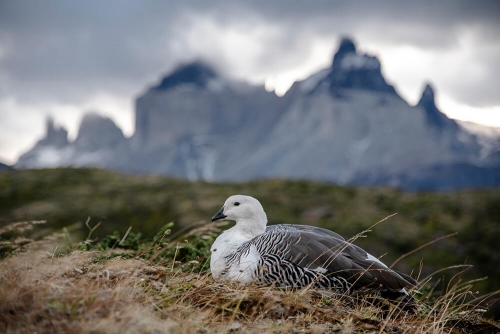 PARQUE NACIONAL TORRES DEL PAINE