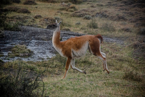 PARQUE NACIONAL TORRES DEL PAINE