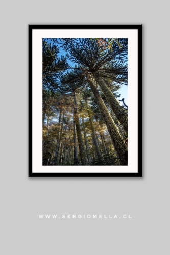 Dentro del Bosque de Araucarias