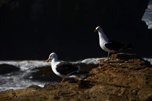 PUNTA DE LOBOS - 02/2013