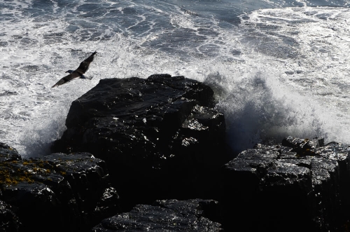 PUNTA DE LOBOS - 02/2013