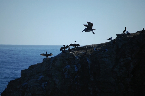 PUNTA DE LOBOS - 07/2011