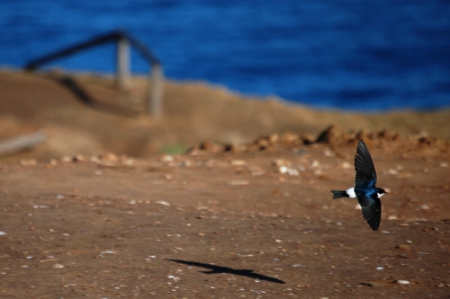 GOLONDRINA - PUNTA DE LOBOS - 07/2011