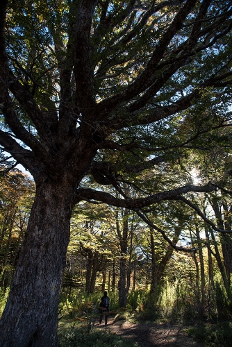 RESERVA NACIONAL MALALCAHUELLO NALCAS 